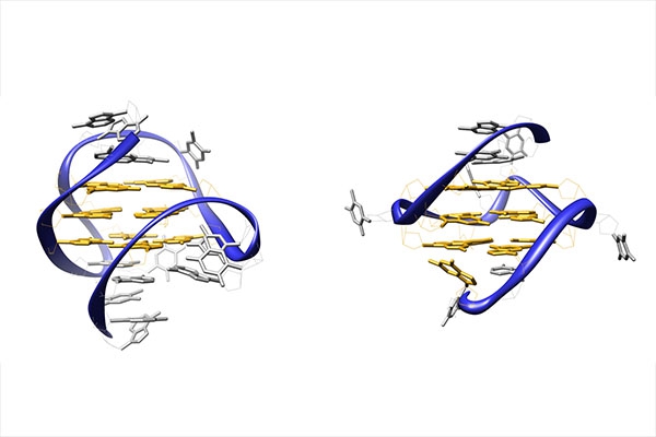 A la découverte des quadruplexes d’ADN