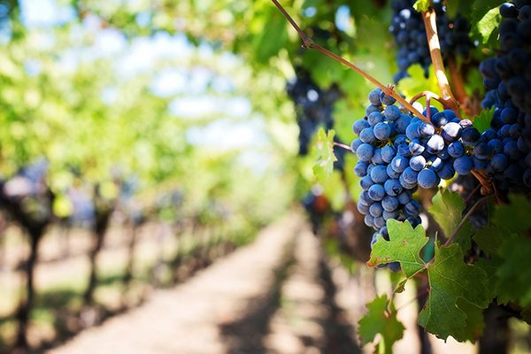 Un drone pour détecter certaines maladies de vignes