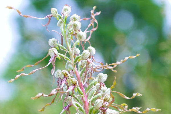 Biodiversité et campus : premières actions concrètes