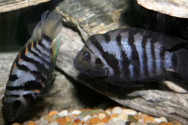 Peine de coeur dans l’aquarium: le chagrin d’amour rend les poissons pessimistes