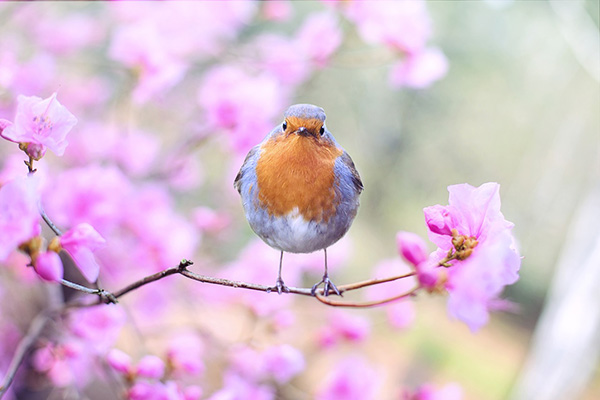 Oiseaux d’altitude en déclin, quand le changement climatique s’additionne à la dégradation des habitats