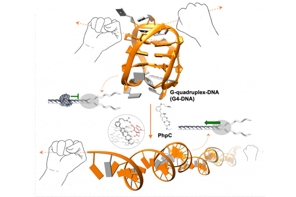 Freiner la neurodégénérescence en déstabilisant les quadruplexes