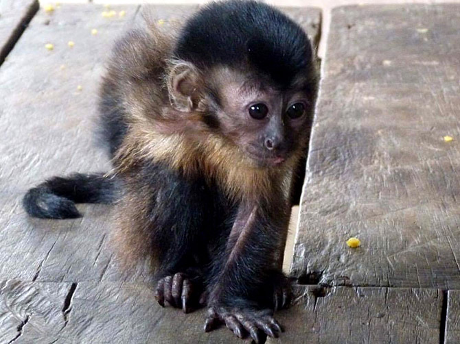 Un bébé singe en Amazonie.