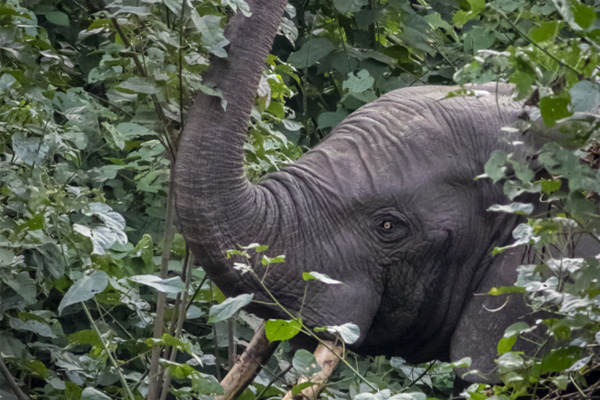 Comment les éléphants contribuent au stockage de carbone dans les forêts tropicales