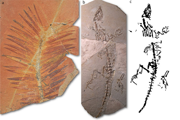 Des gisements fossilifères datés du Jurassique découverts dans le Sud de la France