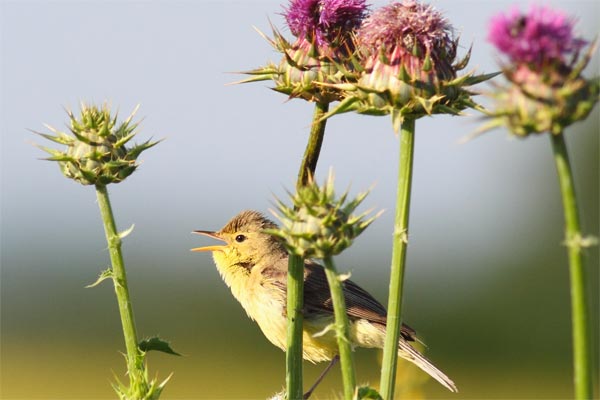 Chez les oiseaux, manger bio maintient en forme