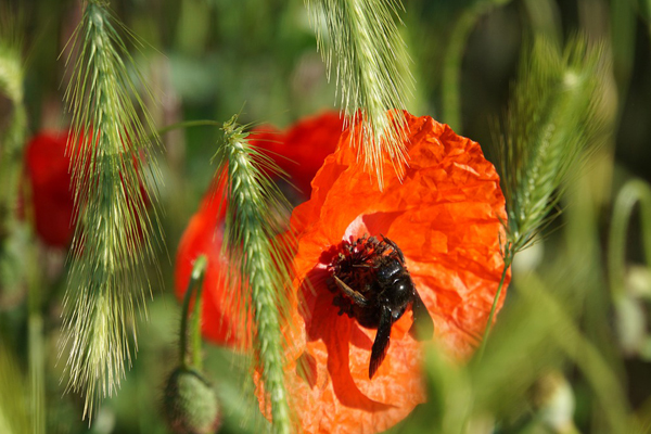 Région Bourgogne Franche-Comté : menaces sur la biodiversité