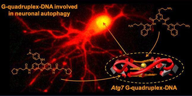 Des structures inhabituelles d’ADN impliquées dans le vieillissement des neurones