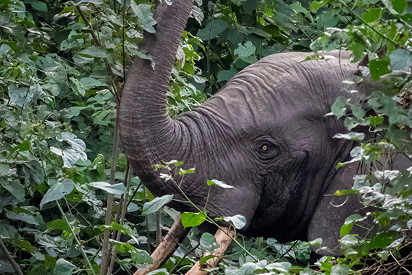 Comment le déclin des populations d’éléphants de forêt réduit les stocks de carbone dans la biomasse