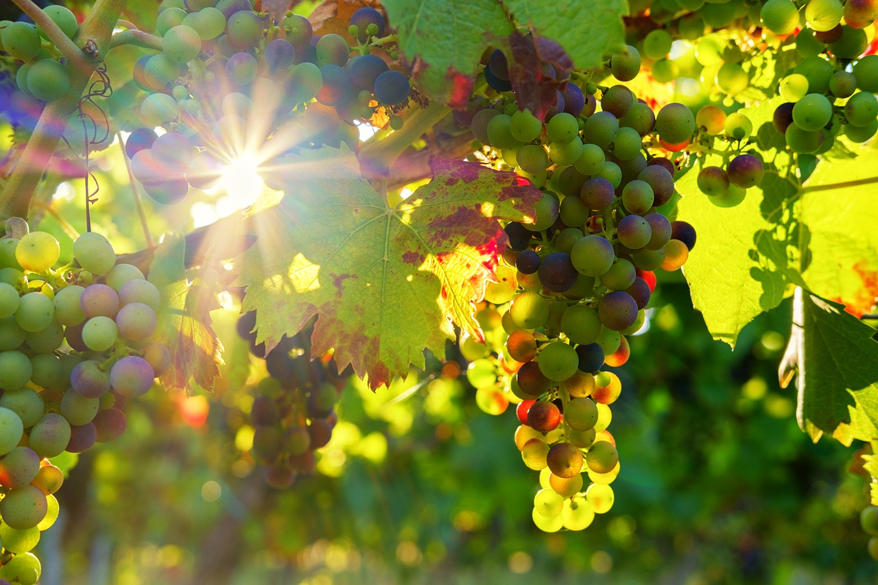 La vigne de Bourgogne est un marqueur du réchauffement climatique