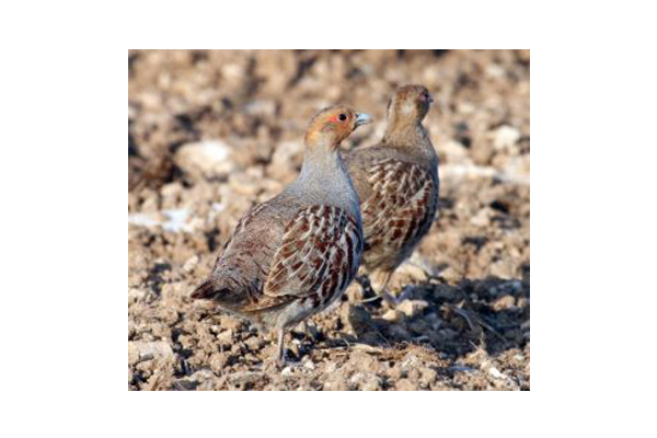 Chez les oiseaux aussi, manger bio est meilleur pour la santé