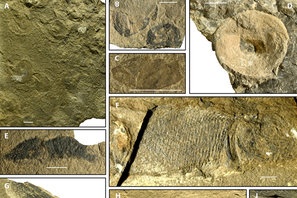 Malgré une extinction de masse, le vivant fait preuve d’une fantastique capacité de récupération